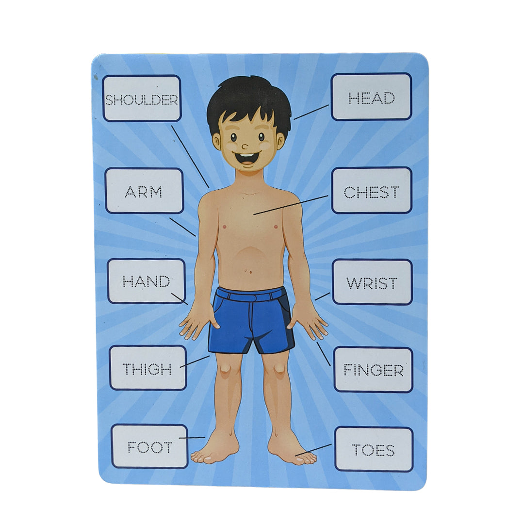 Parts Of Body 2i1n Sorting Knob Board With Tracing Activity