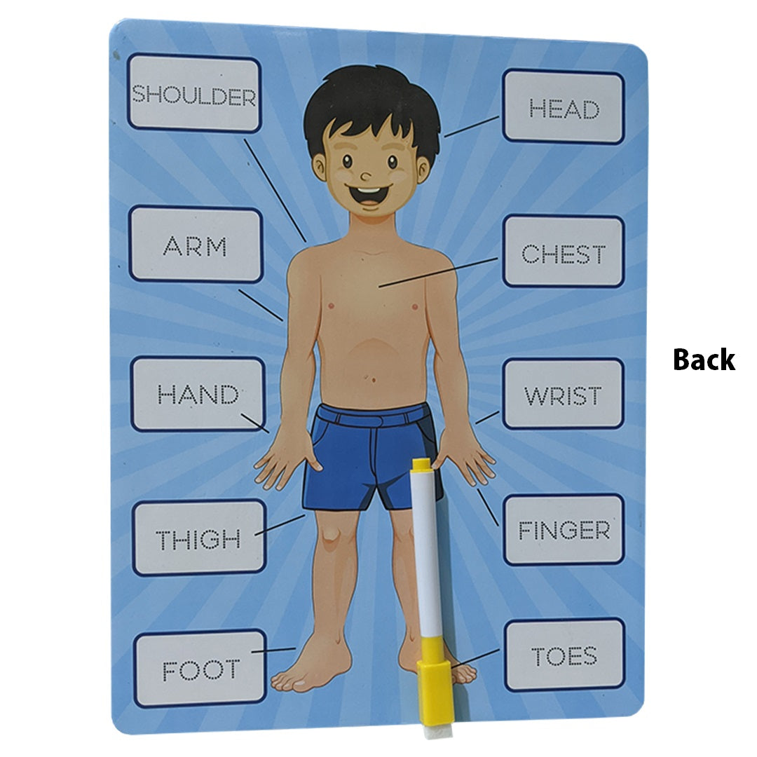 Parts Of Body 2i1n Sorting Knob Board With Tracing Activity