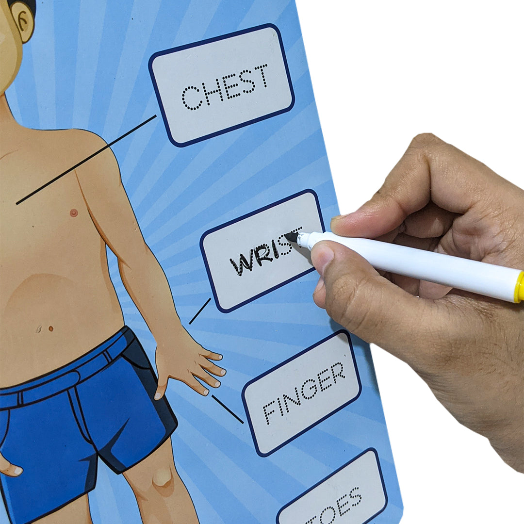 Parts Of Body 2i1n Sorting Knob Board With Tracing Activity