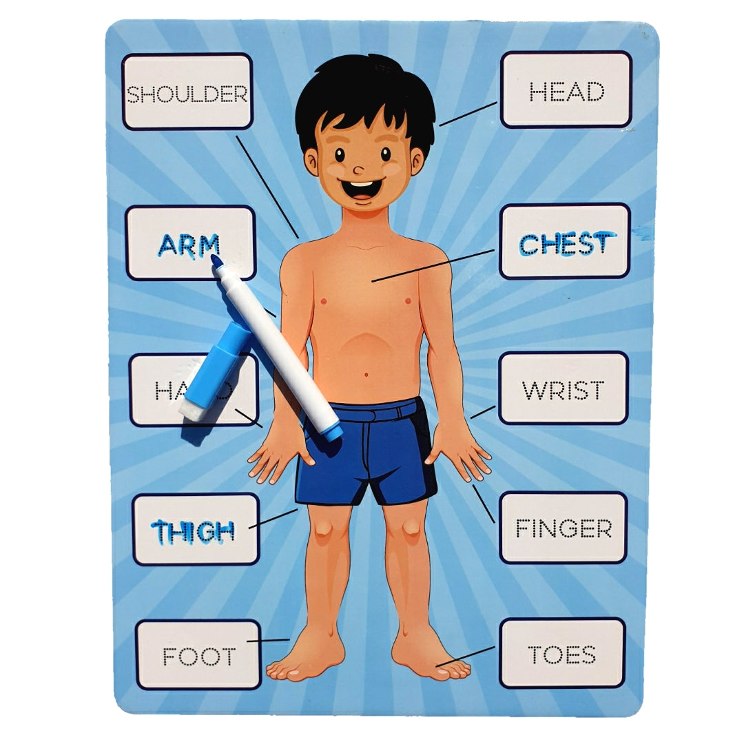 Parts Of Body 2in1 Sorting Knob Board With Tracing Activity