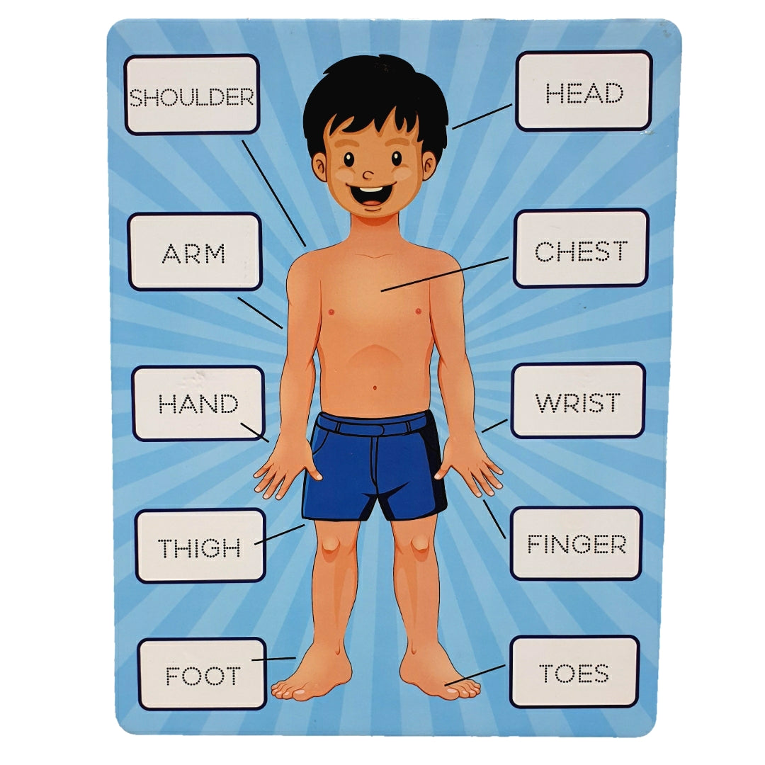 Parts Of Body 2in1 Sorting Knob Board With Tracing Activity