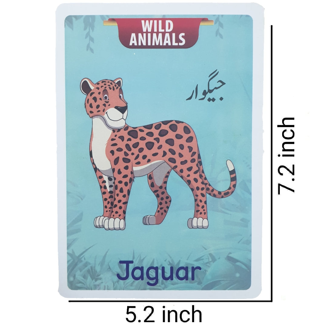 Animals, Farm, Wild & Sea Big 24 Flash Cards Set